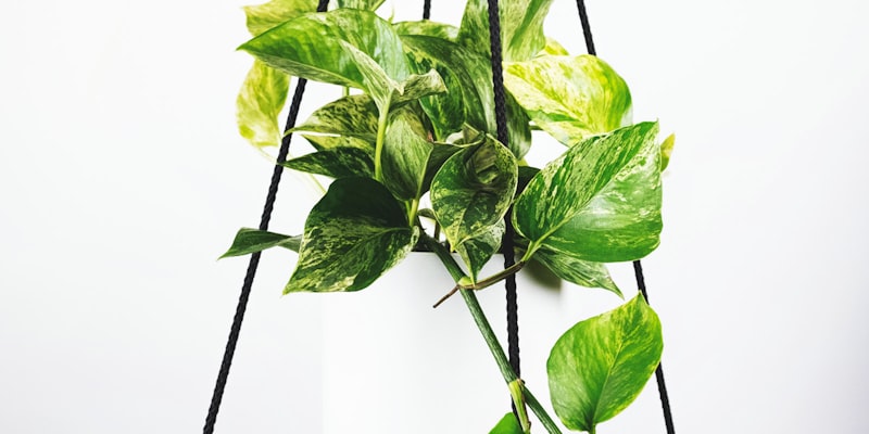 足球运动员在训练场上进行射门练习